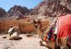 Camelos descansando ao lado do Monastério Santa Catarina, no sul do Sinai, Egito, 7 de março de 2019. REUTERS / Mohamed Abd El Ghany